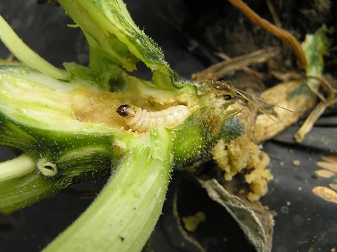 A squash vine borer grub inside a stem