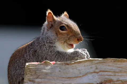 An eastern gray squirrel