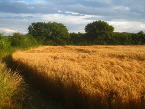 A field of wheat lodged by wind