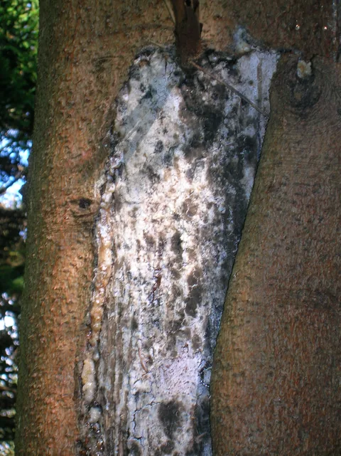 Sunscald injury on young bark
