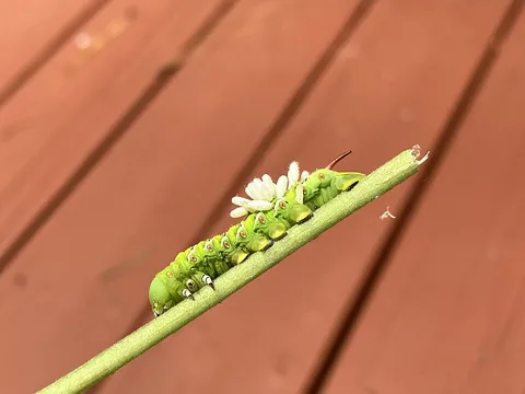 A hornworm carrying braconid-wasp cocoons