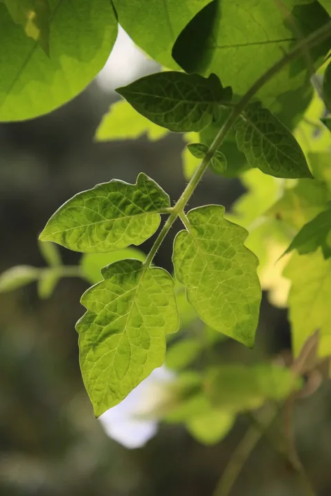 Green tomato-plant foliage