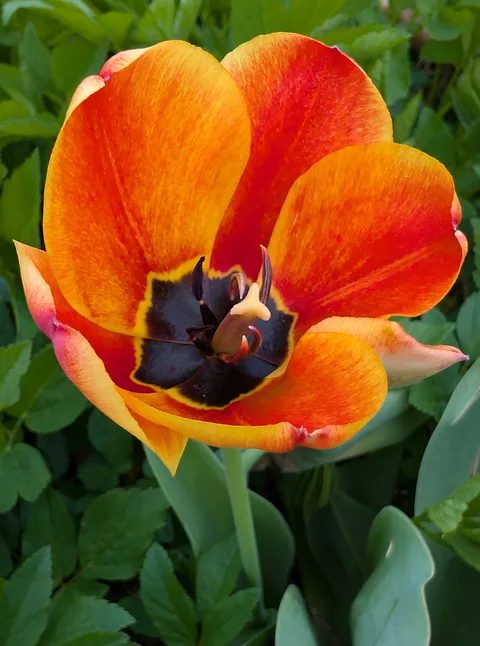 A garden tulip flower
