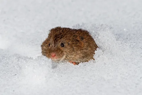 A meadow vole in a surface runway