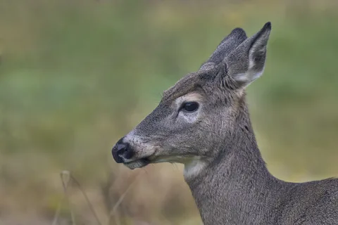 A white-tailed deer