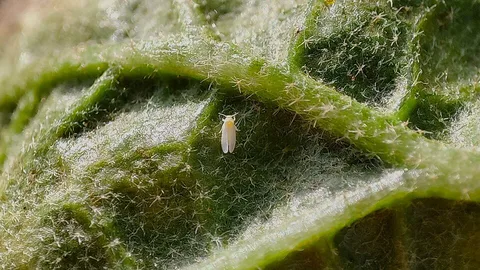 A whitefly on a leaf underside