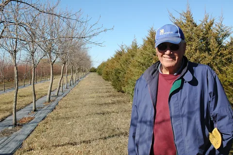 A field windbreak shelterbelt