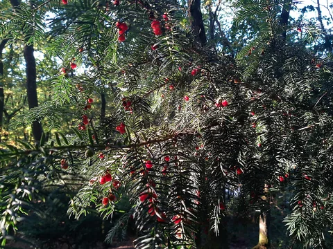Yew foliage with soft red berry-like arils