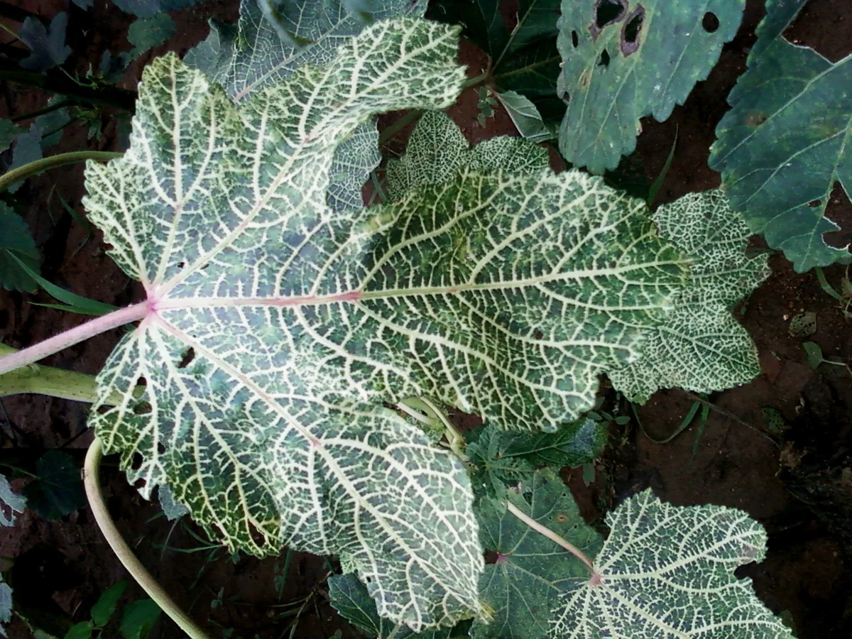 okra (Abelmoschus esculentus), photograph