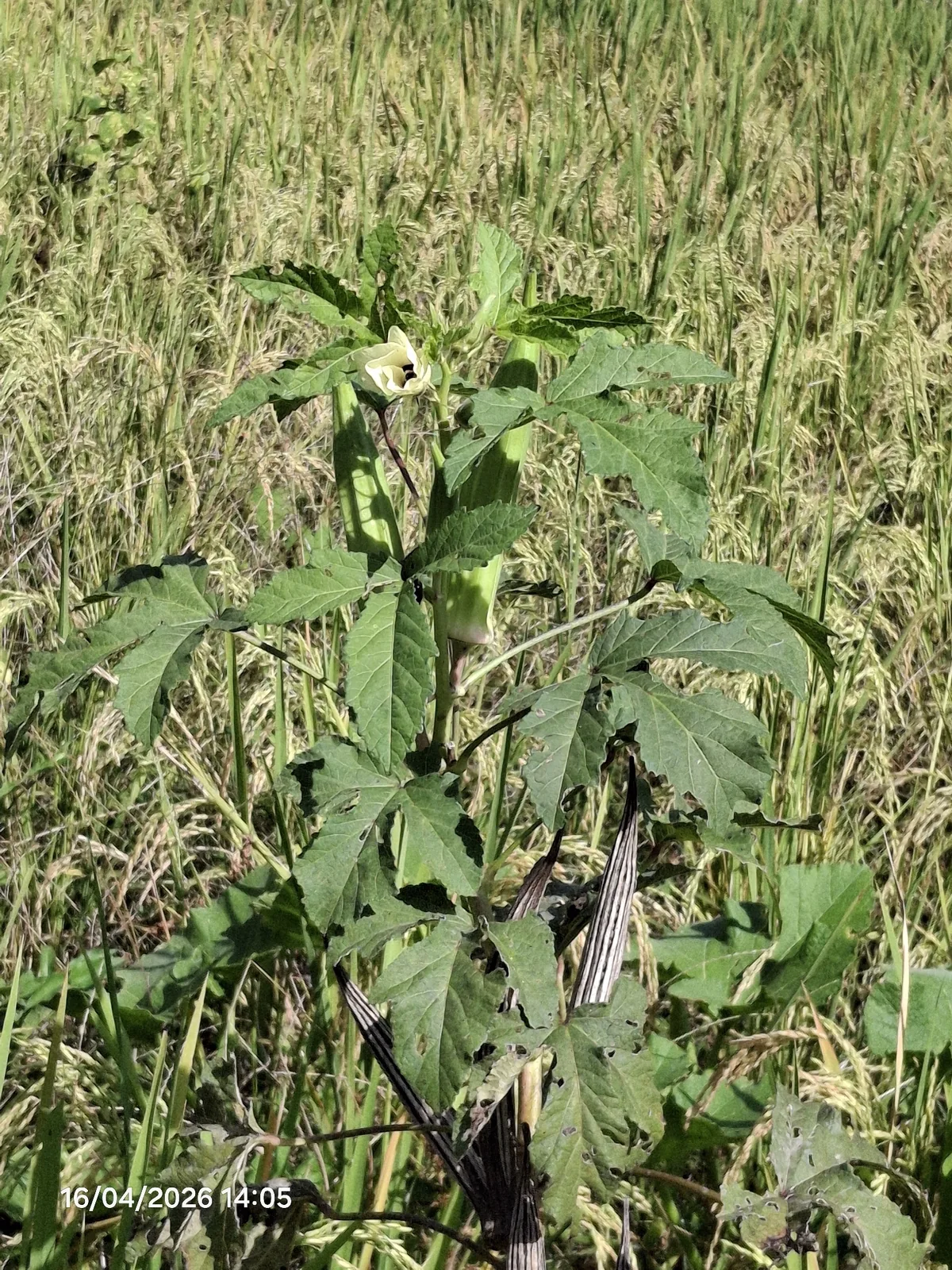 okra (Abelmoschus esculentus), photograph