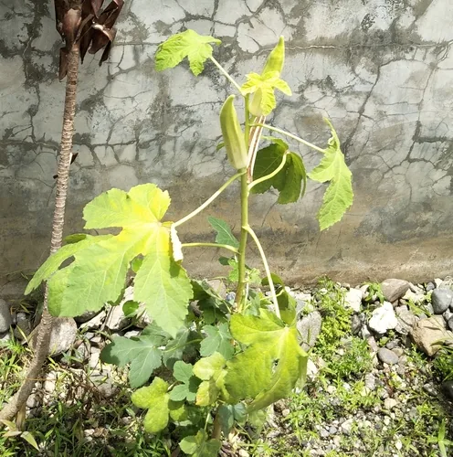 Photo: (c) Greg III Espera, some rights reserved (CC BY) · cc-by · via iNaturalist okra (Abelmoschus esculentus), photograph