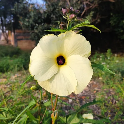 Photo: (c) Jhonatan Matheus, some rights reserved · CC BY · via iNaturalist neka (Simbo) (Abelmoschus manihot), photograph