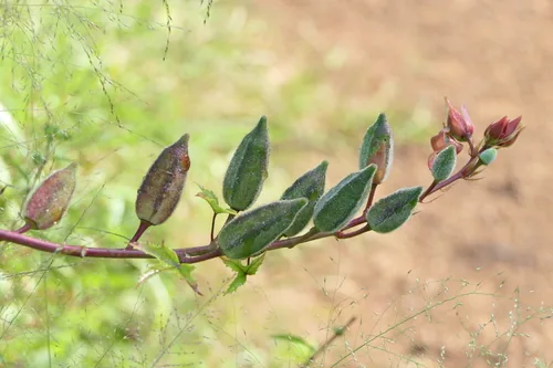neka (Simbo) (Abelmoschus manihot), photograph