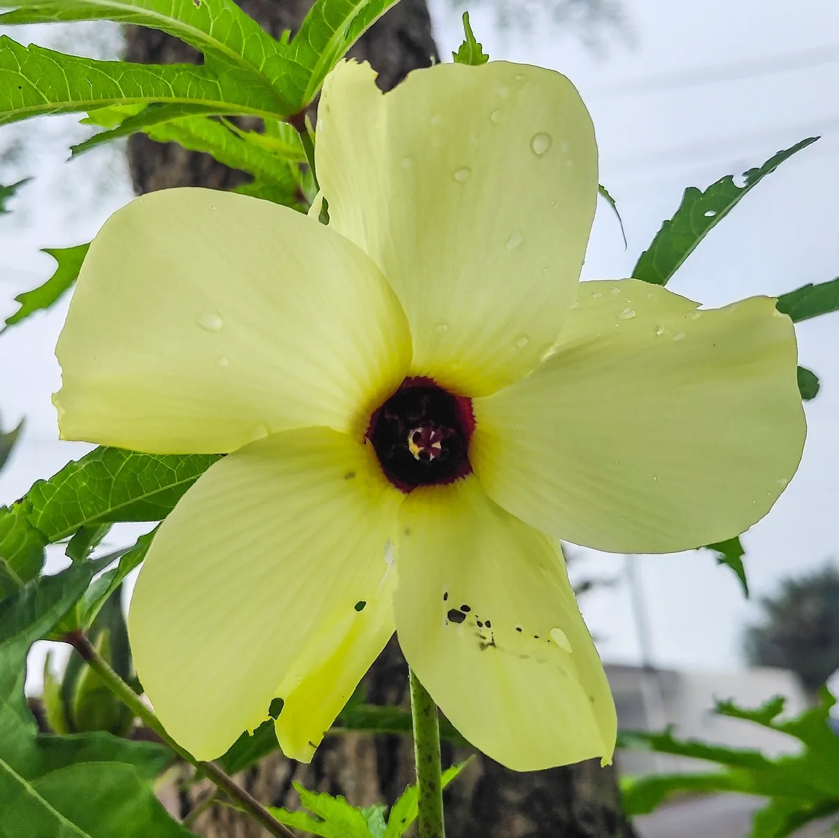 neka (Simbo) (Abelmoschus manihot), photograph