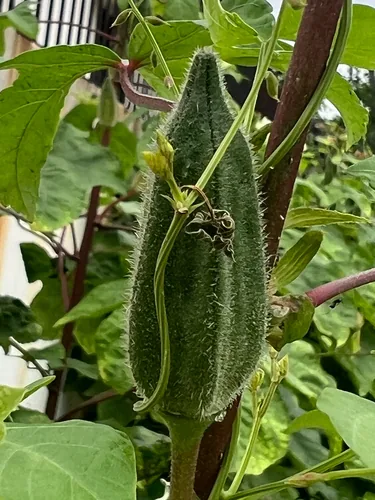 neka (Simbo) (Abelmoschus manihot), photograph