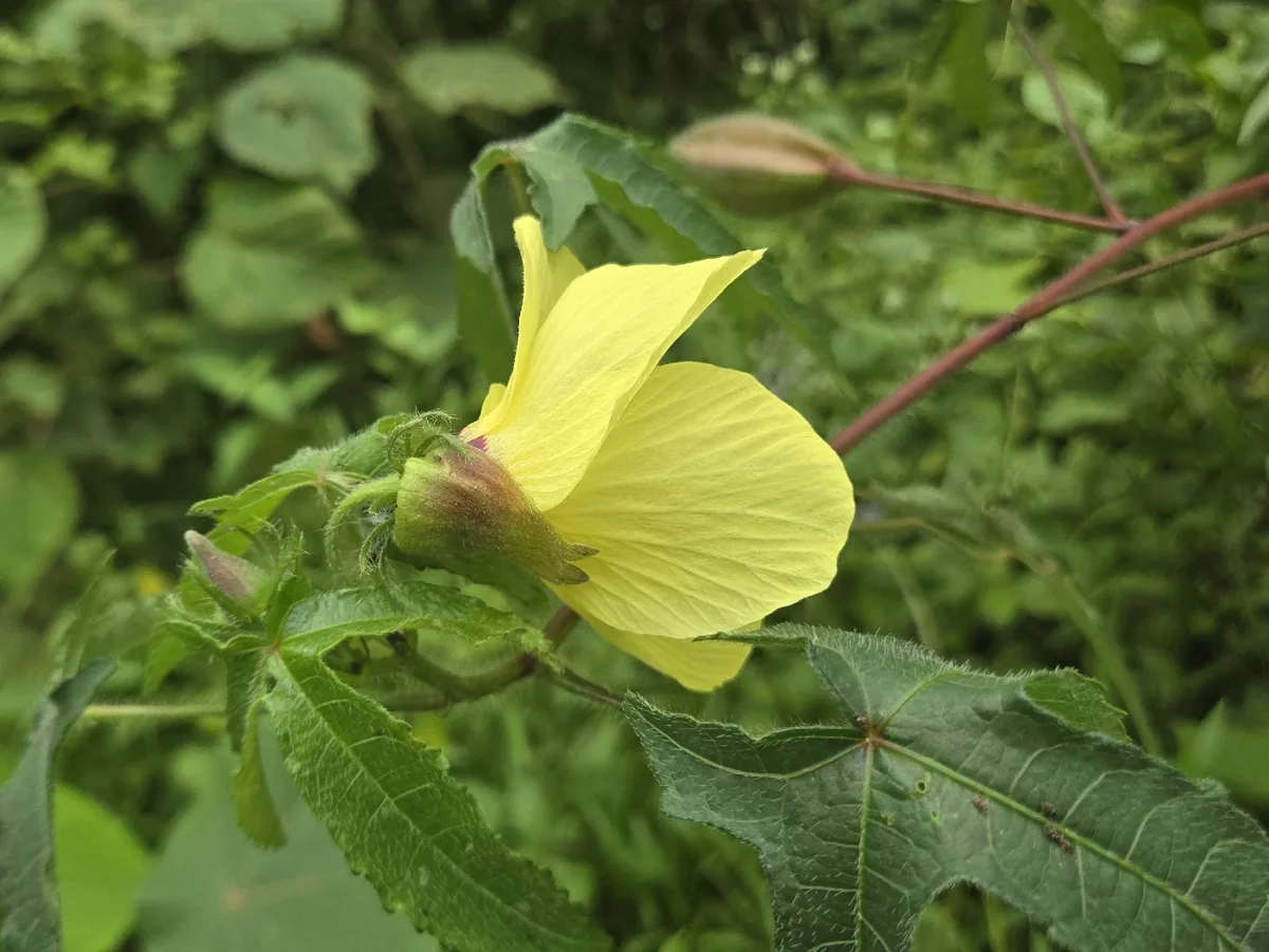 abelmosk (Abelmoschus moschatus), photograph