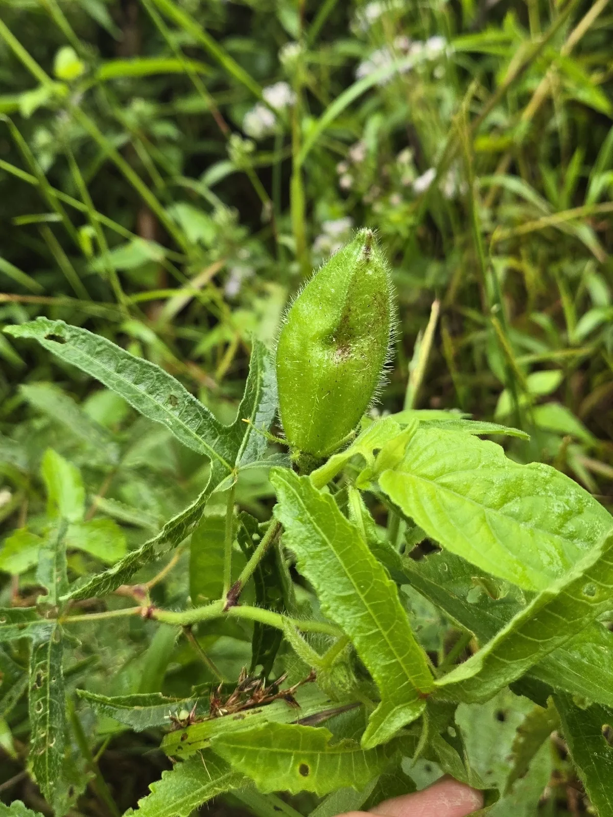 abelmosk (Abelmoschus moschatus), photograph