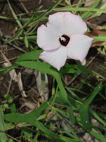 Photo: (c) Lachlan Copeland, some rights reserved · CC BY-SA · via iNaturalist abelmosk (Abelmoschus moschatus), photograph