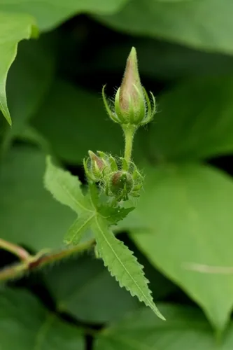 abelmosk (Abelmoschus moschatus), photograph