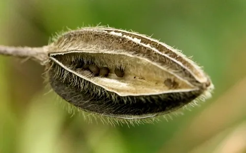 abelmosk (Abelmoschus moschatus), photograph