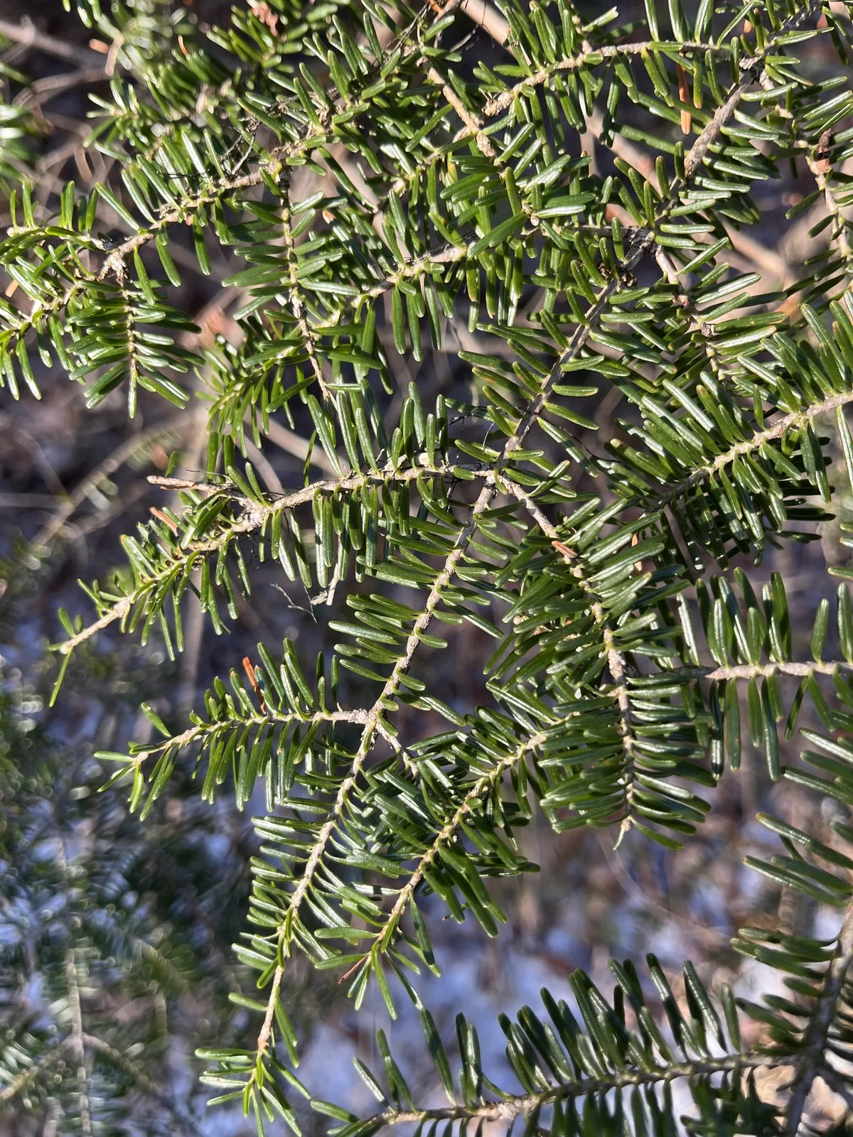 Balsam Fir (Abies balsamea), photograph