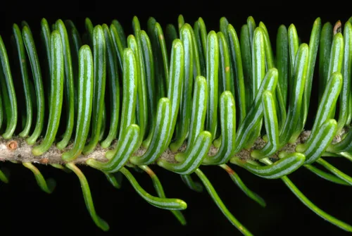 Balsam Fir (Abies balsamea), photograph