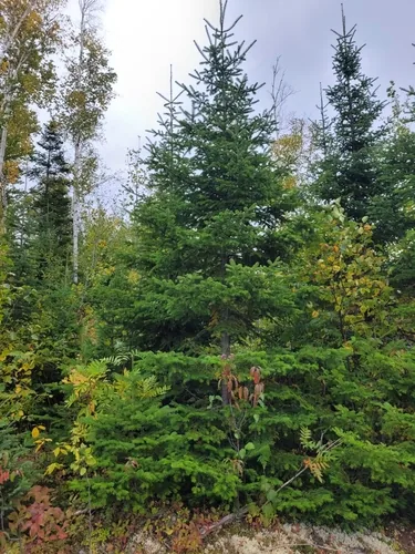 Photo: no rights reserved · CC0 · via iNaturalist balsam fir (Abies balsamea), photograph