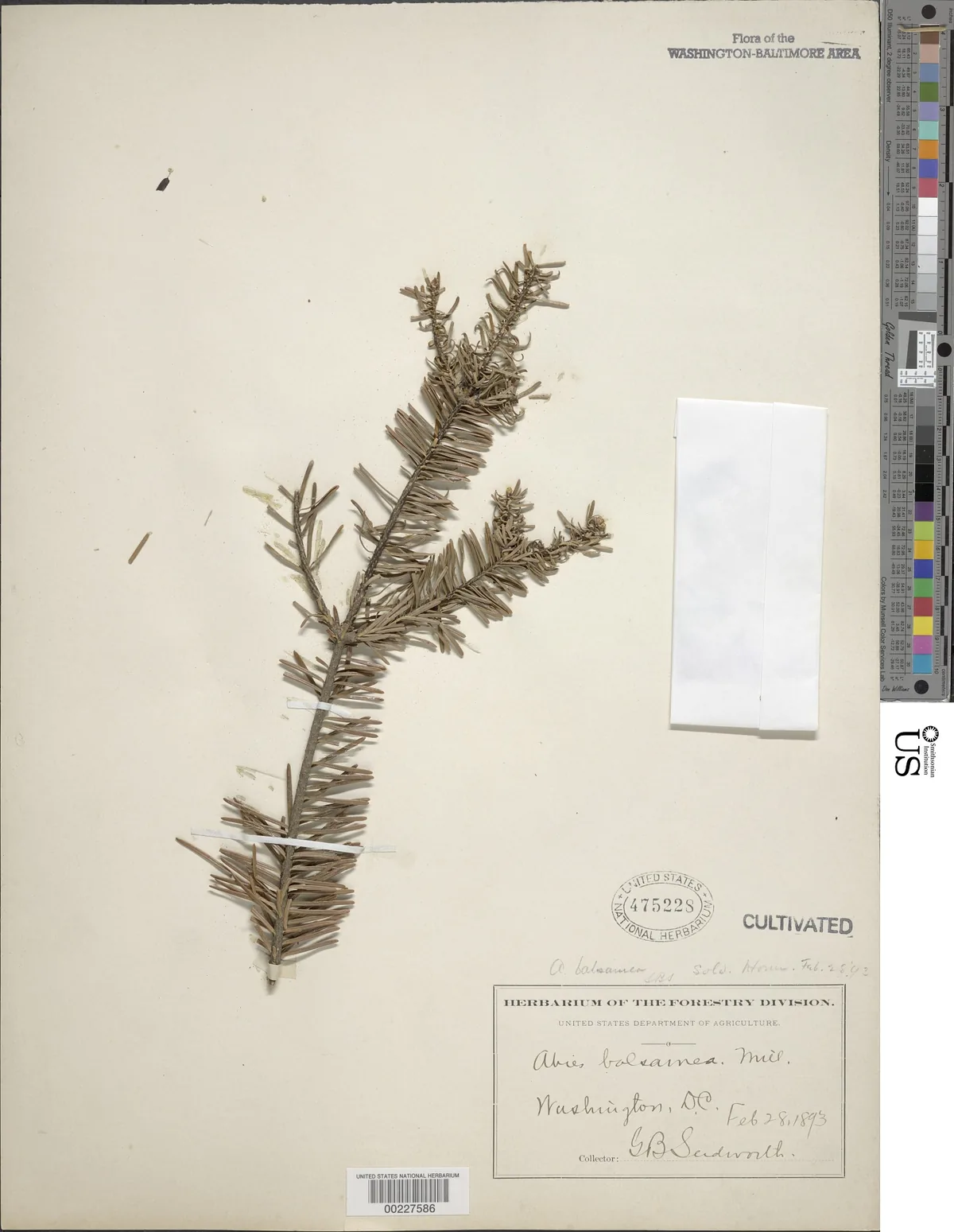 Balsam Fir (Abies balsamea), photograph