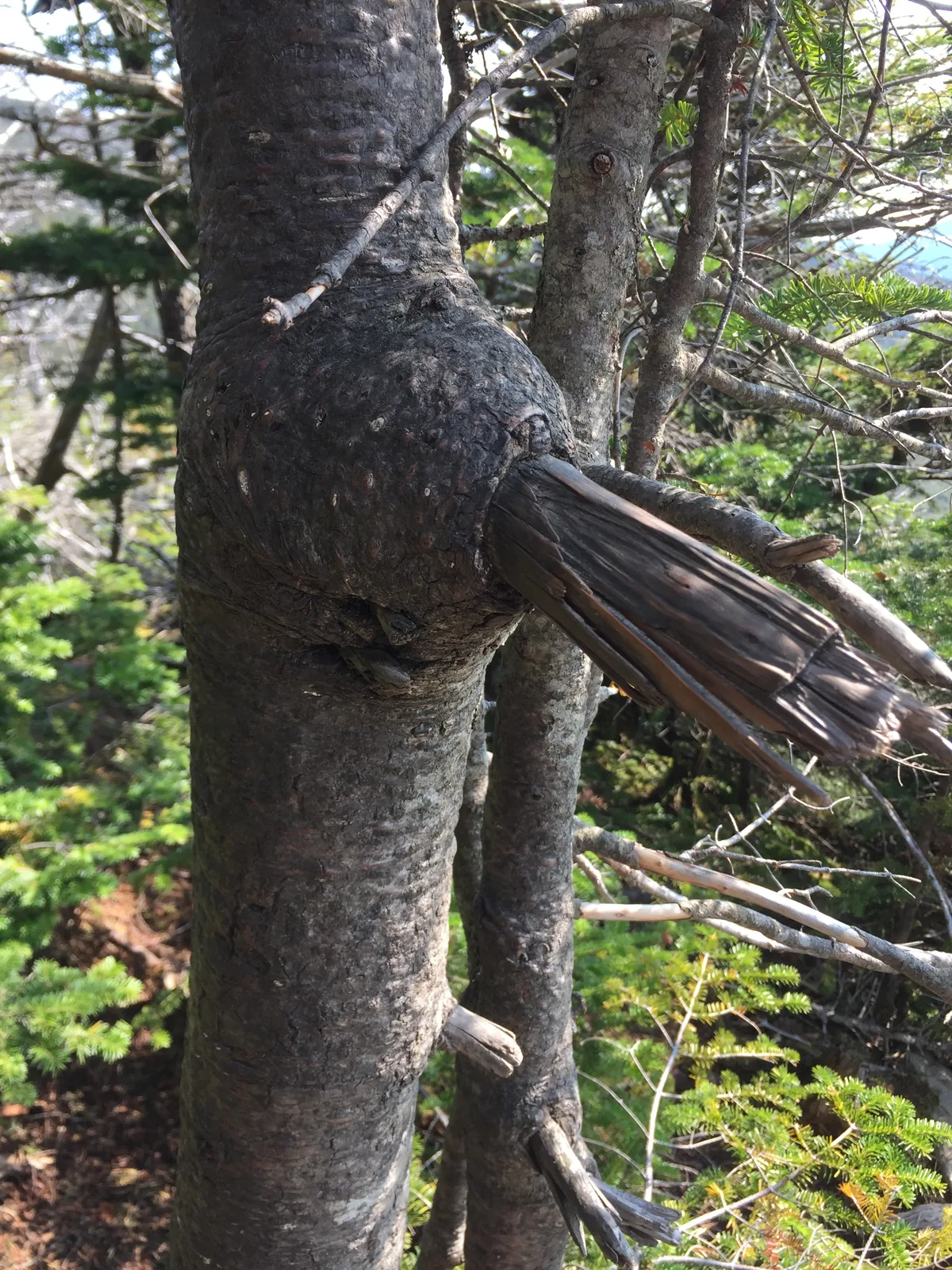 Balsam Fir (Abies balsamea), photograph
