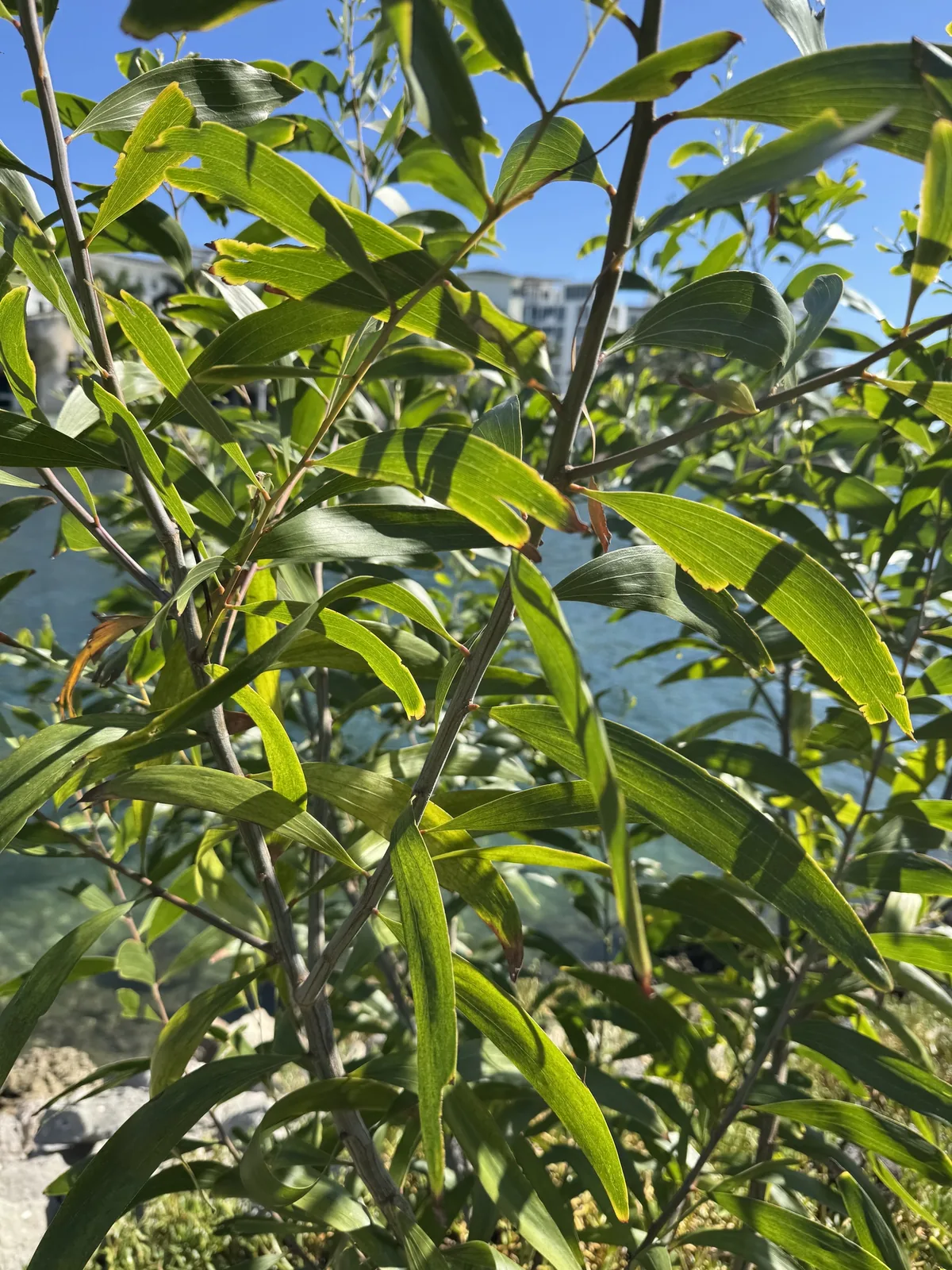 Papuan wattle (Acacia auriculiformis), photograph