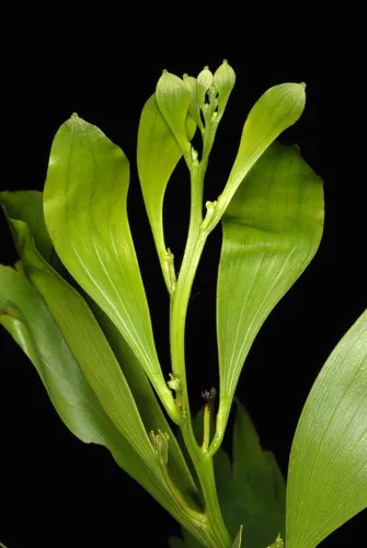 Papuan wattle (Acacia auriculiformis), photograph