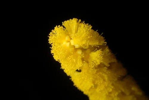 Photo: (c) Douglas Goldman, some rights reserved · CC BY-SA · via iNaturalist Papuan wattle (Acacia auriculiformis), photograph