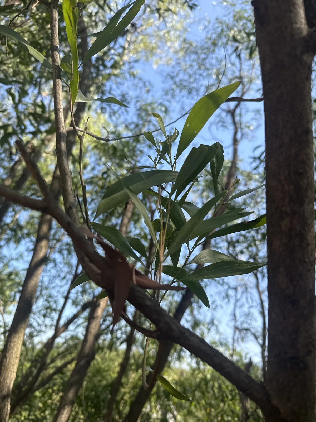 Papuan wattle (Acacia auriculiformis), photograph