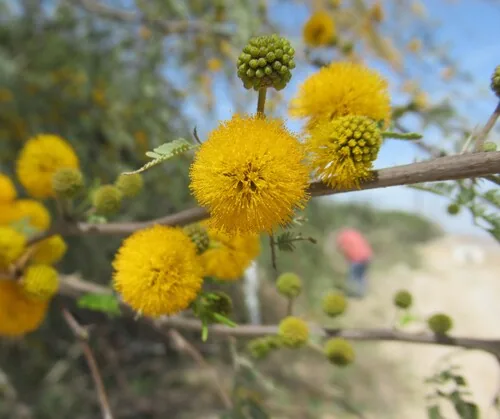 Photo: (c) Linda Jo Conn, some rights reserved · CC BY · via iNaturalist Ellington curse (Acacia farnesiana), photograph