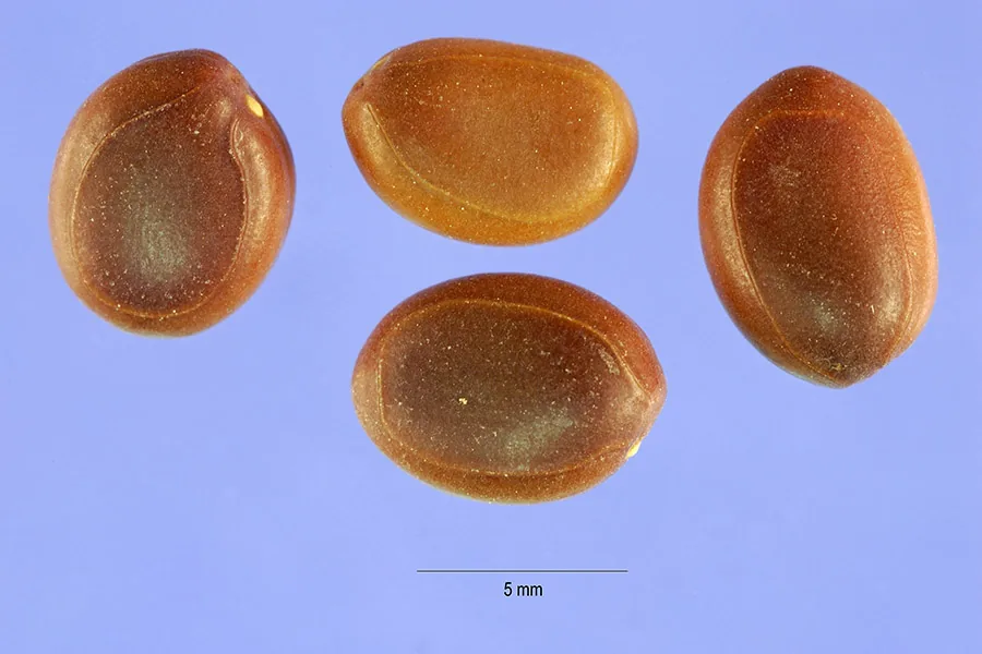 Ellington Curse (Acacia farnesiana), photograph