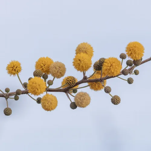 Photo: (c) Dan Vickers, some rights reserved (CC BY) · cc-by · via iNaturalist Ellington Curse (Acacia farnesiana), photograph