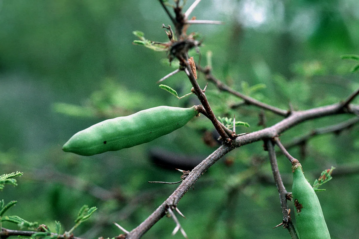 Ellington Curse (Acacia farnesiana), photograph