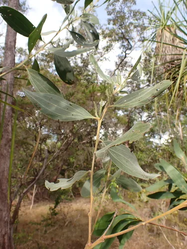 Photo: (c) Nina Kerr, some rights reserved · CC BY · via iNaturalist Strap wattle (Acacia holosericea), photograph