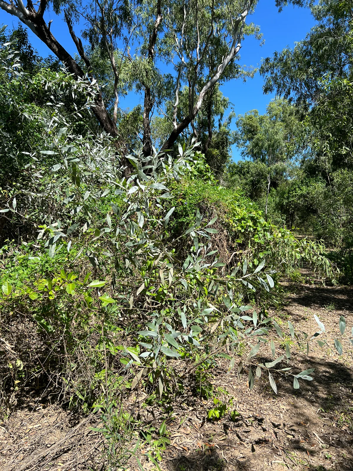 Strap wattle (Acacia holosericea), photograph