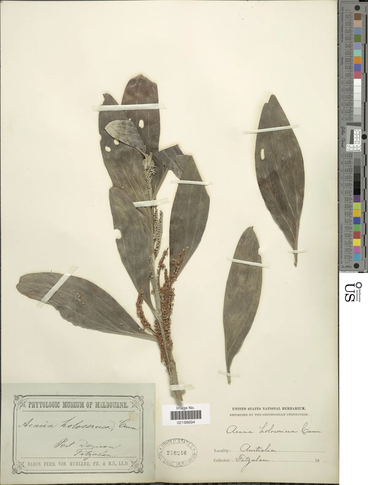 Strap wattle (Acacia holosericea), photograph