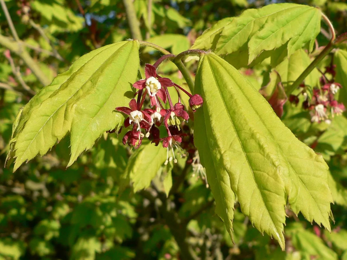 Photo: Walter Siegmund · CC BY 2.5 · via Wikimedia Commons vine maple (Acer circinatum), photograph