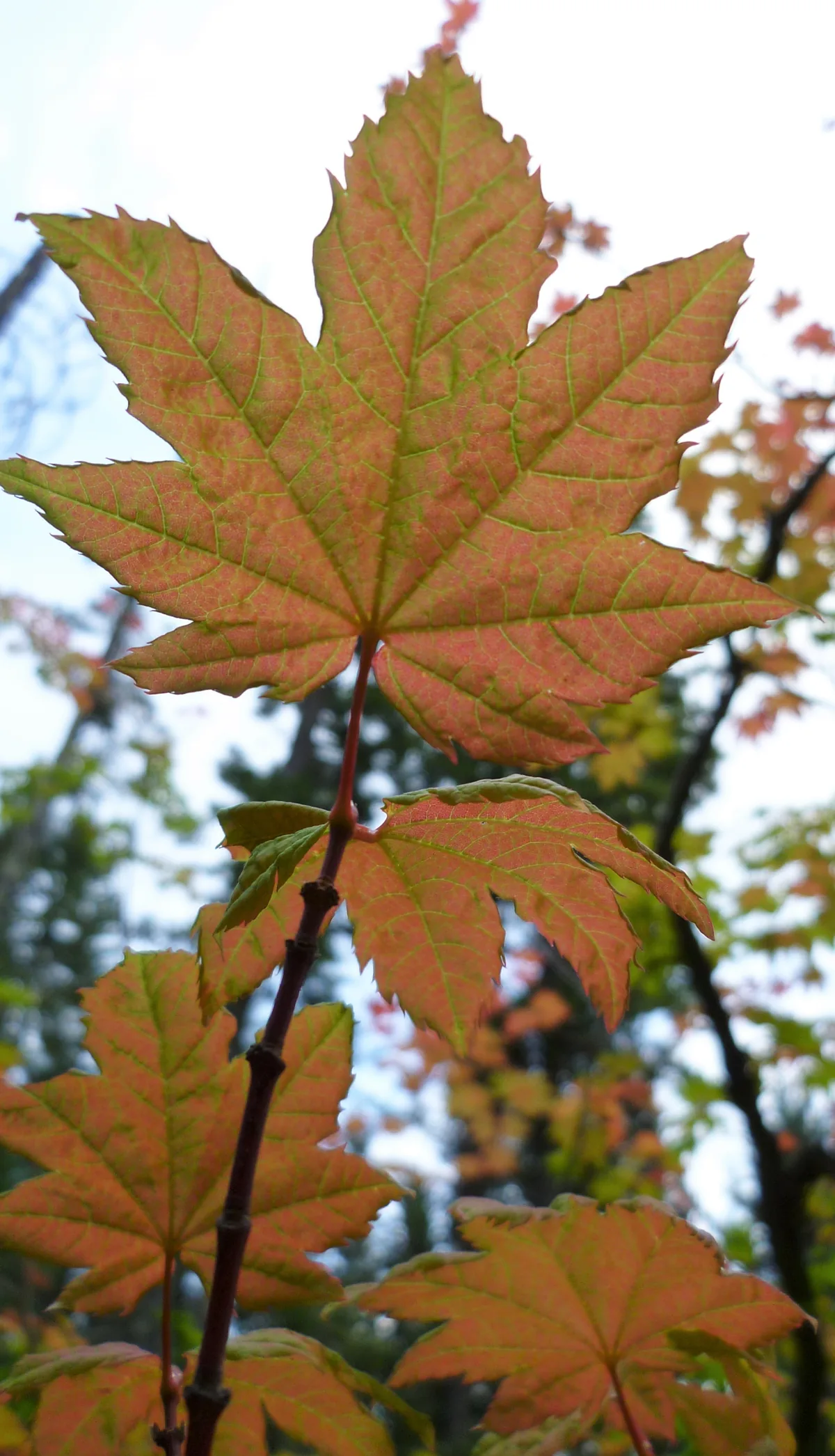 Vine Maple (Acer circinatum), photograph
