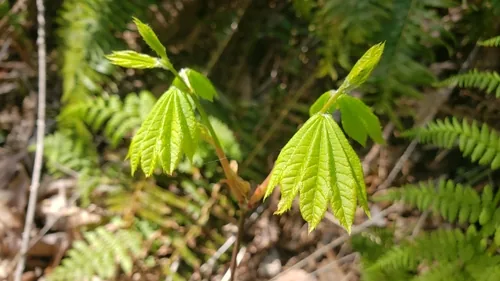 Vine Maple (Acer circinatum), photograph