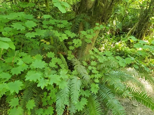 Photo: (c) Gavin Slater, some rights reserved (CC BY) · cc-by · via iNaturalist Vine Maple (Acer circinatum), photograph