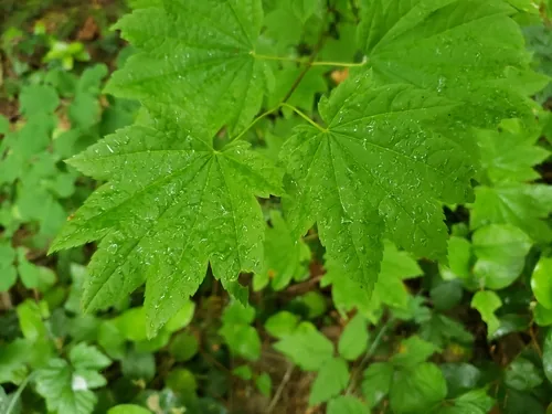 Vine Maple (Acer circinatum), photograph