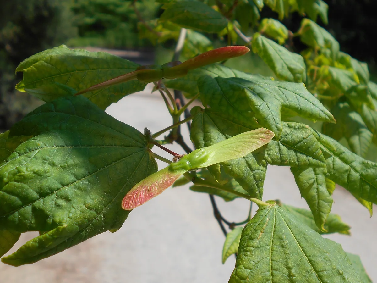 Vine Maple (Acer circinatum), photograph