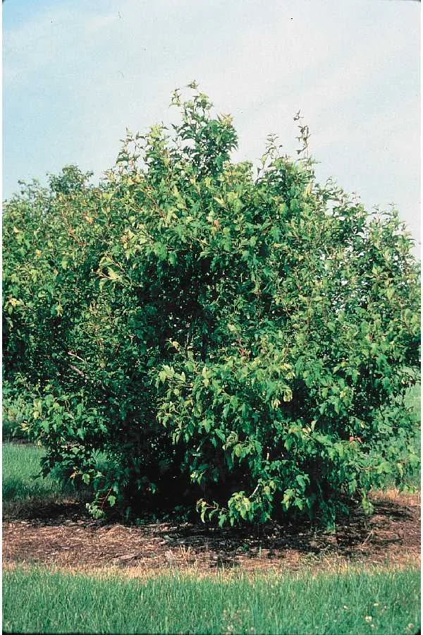 Amur maple (Acer ginnala), photograph