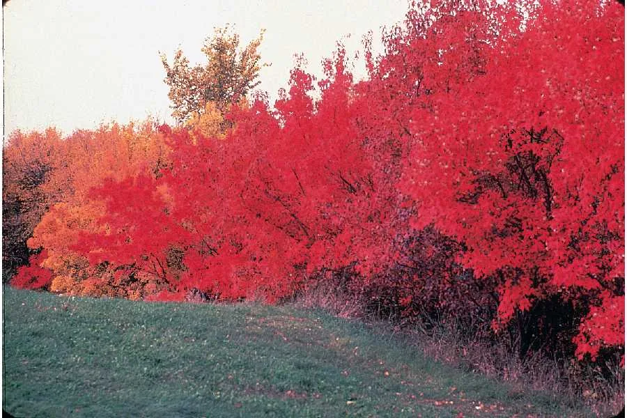 Amur maple (Acer ginnala), photograph