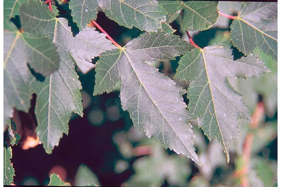 Amur maple (Acer ginnala), photograph