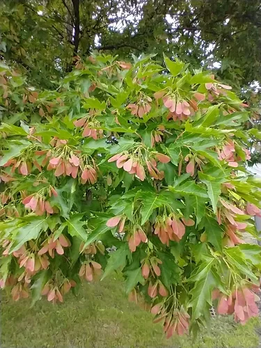 Photo: (c) Tom Norton, some rights reserved · CC BY · via iNaturalist Amur maple (Acer ginnala), photograph